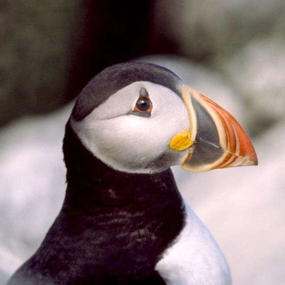 Atlantic Puffin