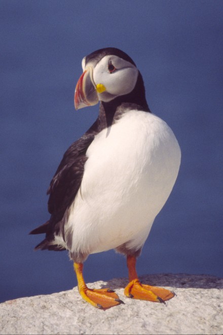 Atlantic Puffin