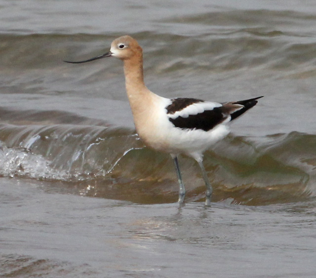 American Avocet photo #2