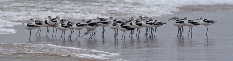 American Avocet (basic plumage)