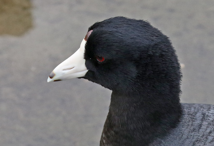 American Coot photo #2