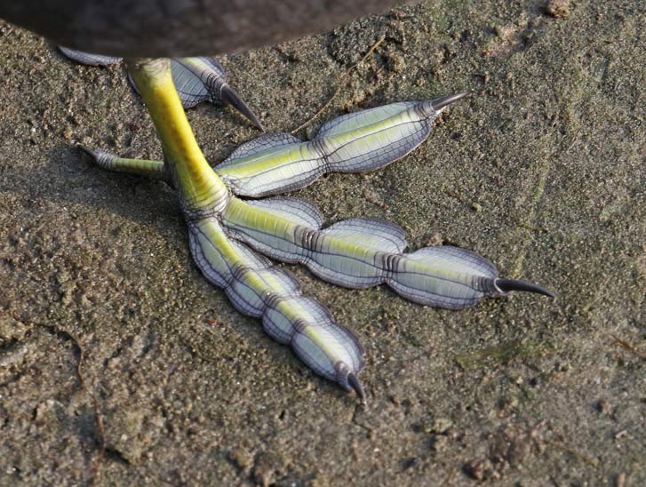 American Coot photo #3