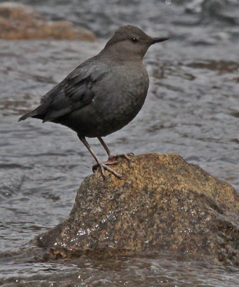 American Dipper Photo 2