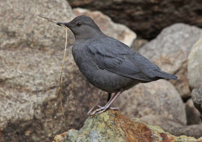 American Dipper Photo 1