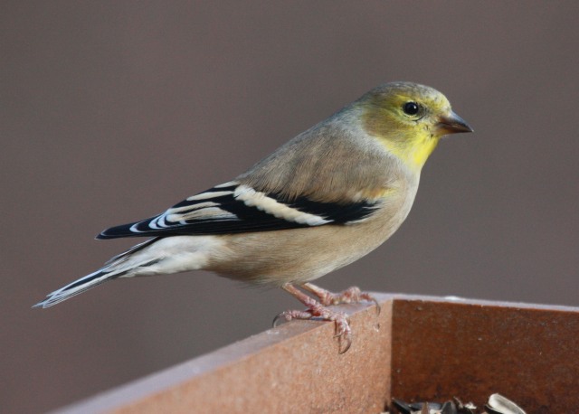 American Goldfinch  photo #3