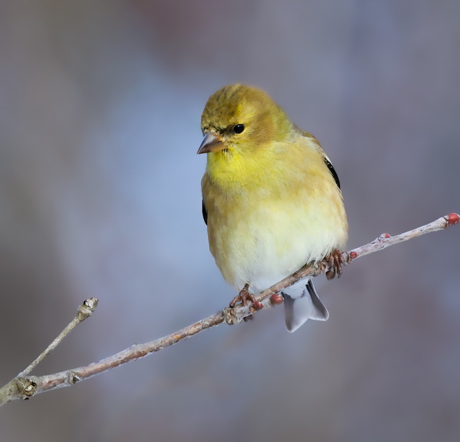 American Goldfinch  photo #1