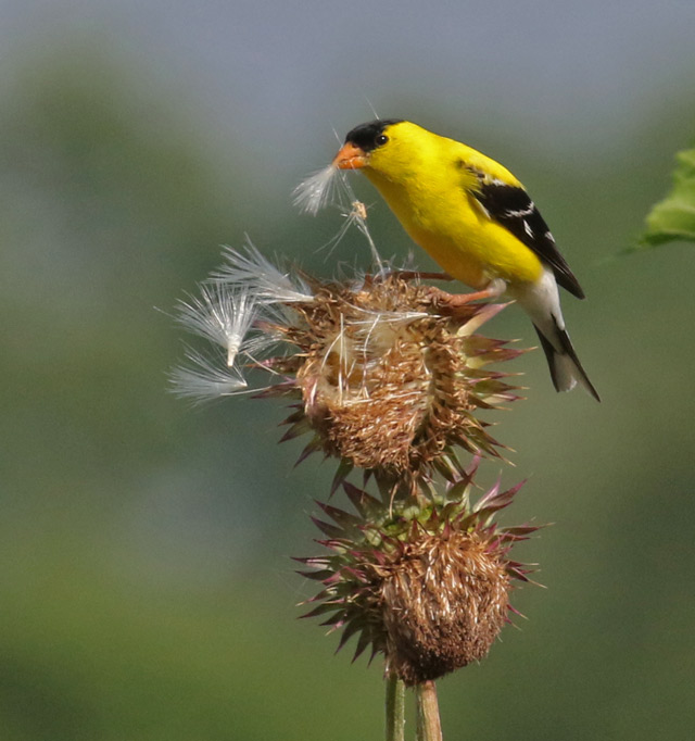 American Goldfinch