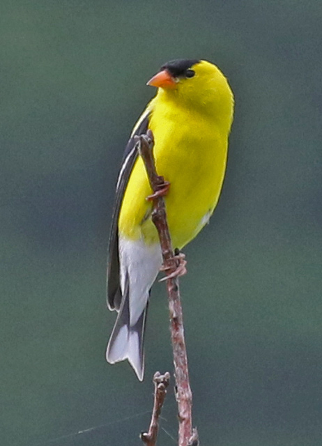 American Goldfinch