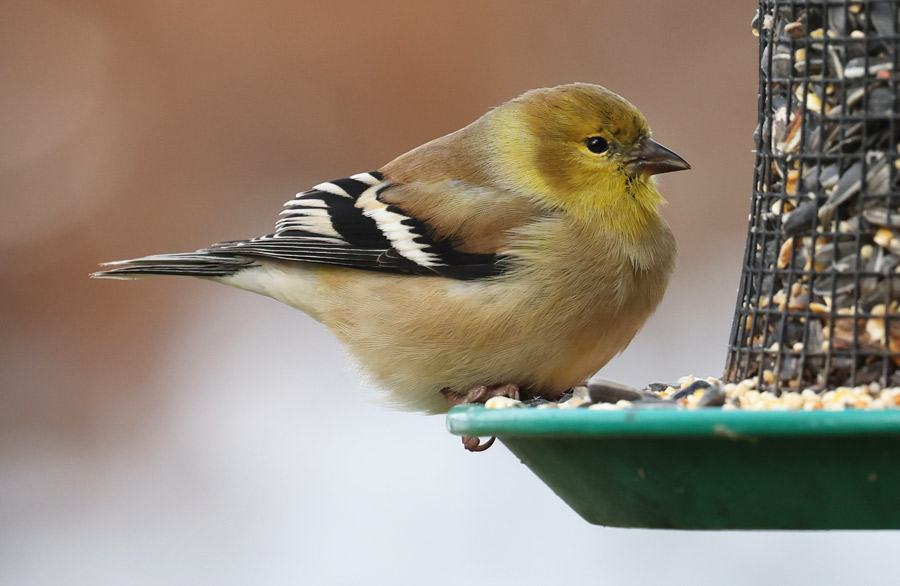 American Goldfinch  photo #2