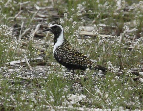 American Golden-plover photo #1
