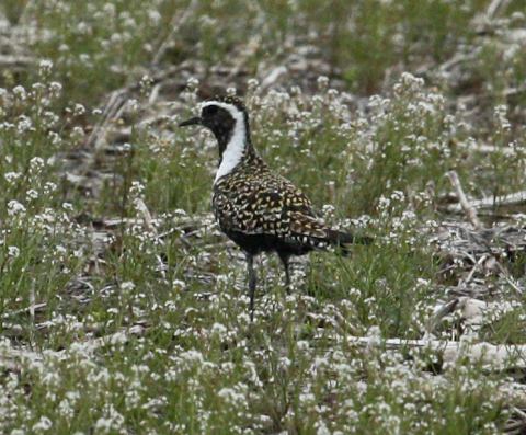 American Golden-plover photo #2