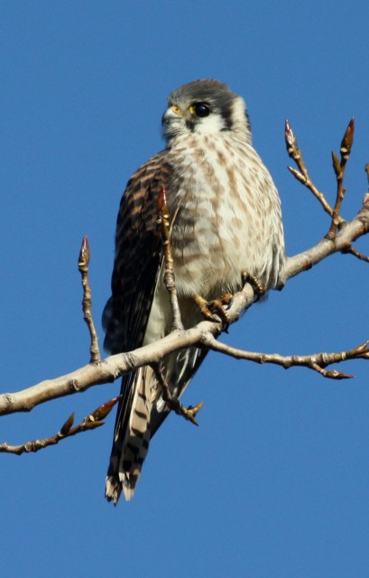 American Kestrel