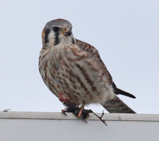 American Kestrel