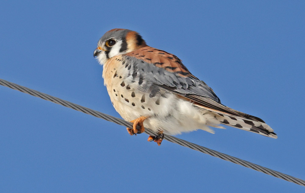 American Kestrel (male) photo #2