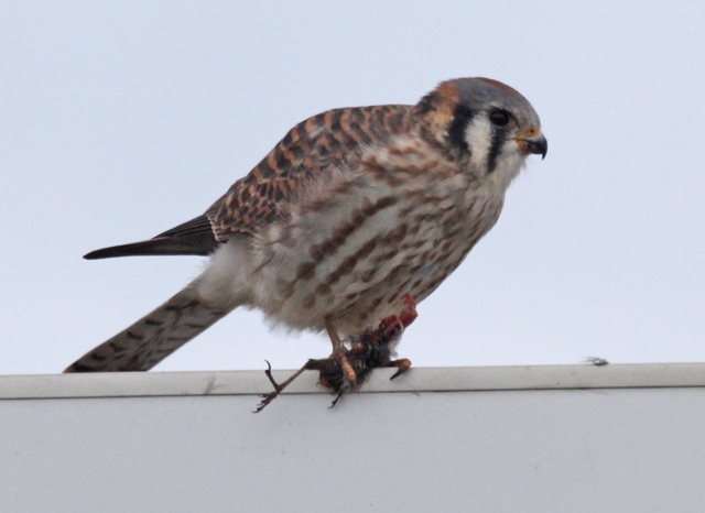 American Kestrel