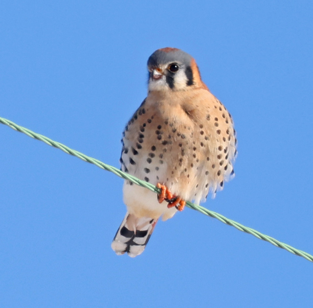 American Kestrel (male) photo #4