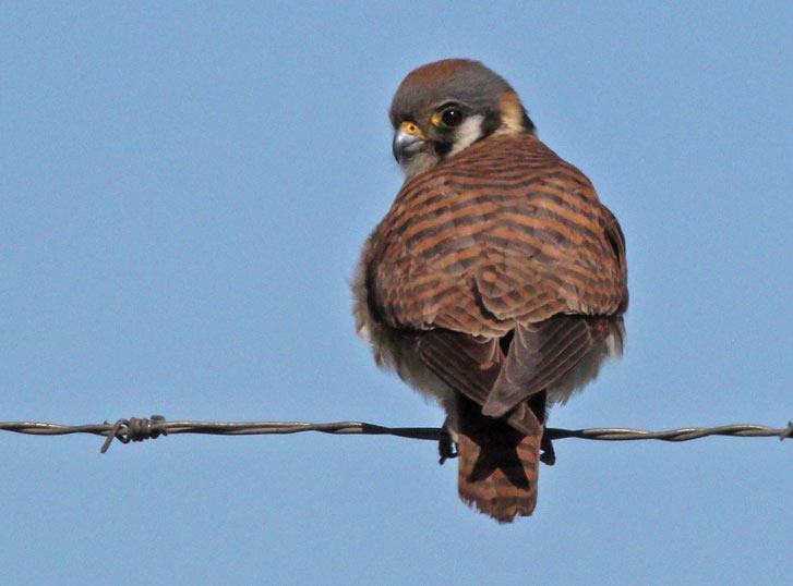 American Kestrel