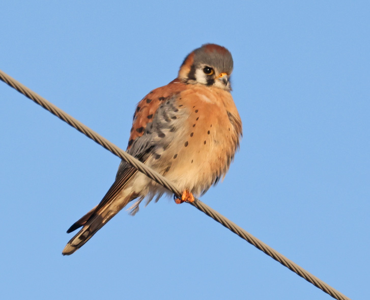 American Kestrel (male) photo #1