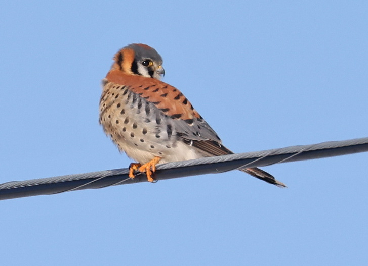 American Kestrel (male) photo #3