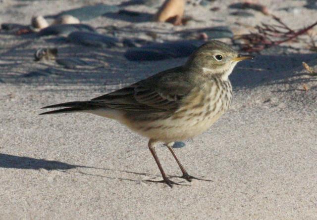 American Pipit photo #1