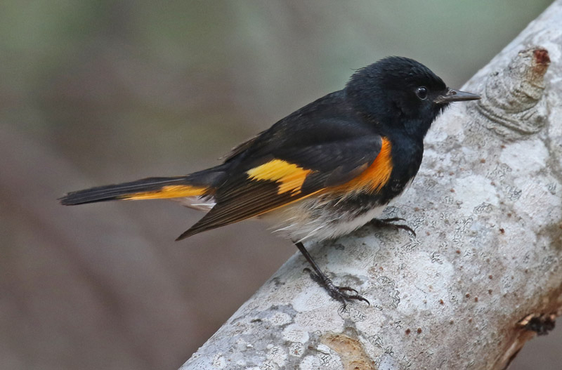 American Redstart Photo 5