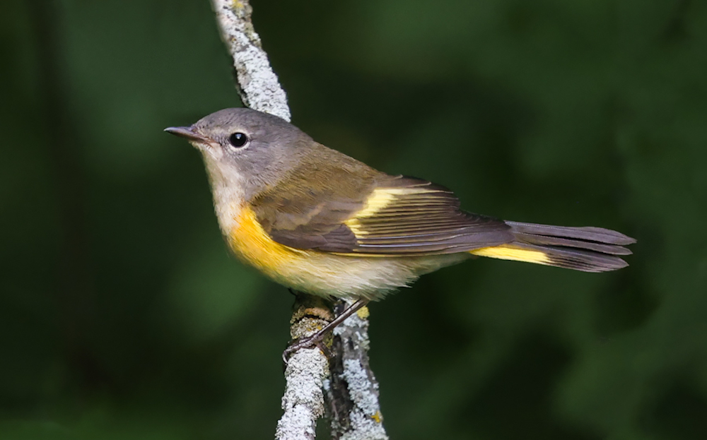 American Redstart