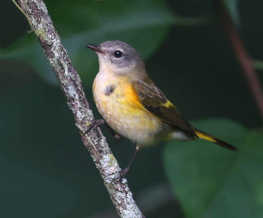 American Redstart (1st fall male)