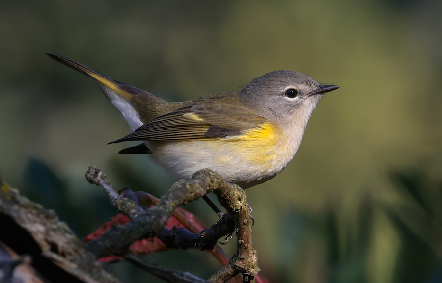 American Redstart