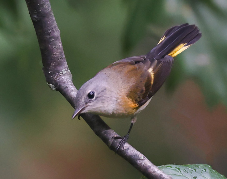 American Redstart (adult female or immature male) photo #2