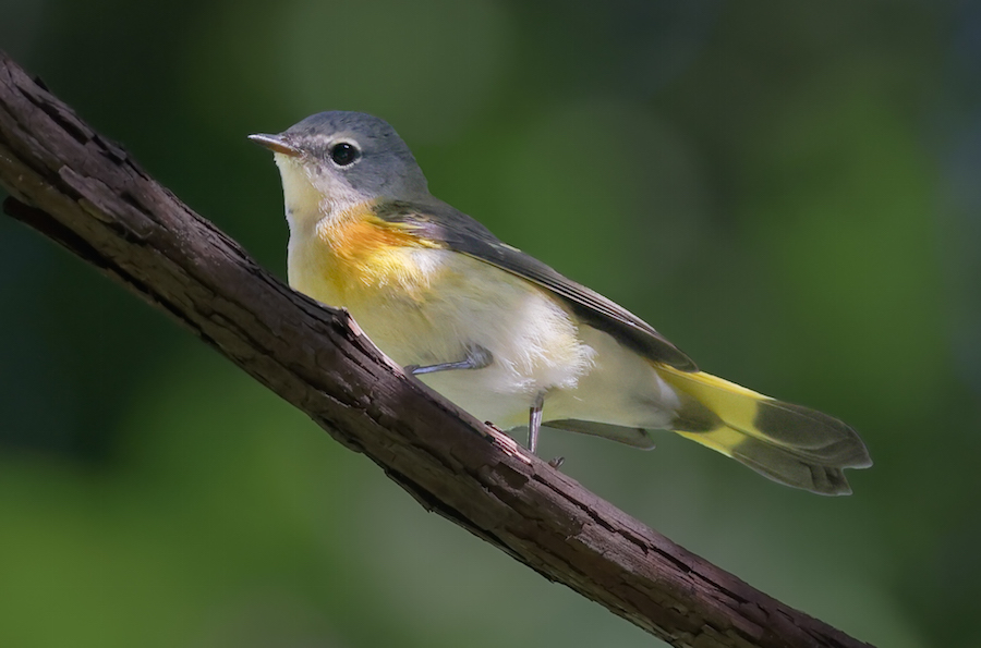 American Redstart (1st fall male)