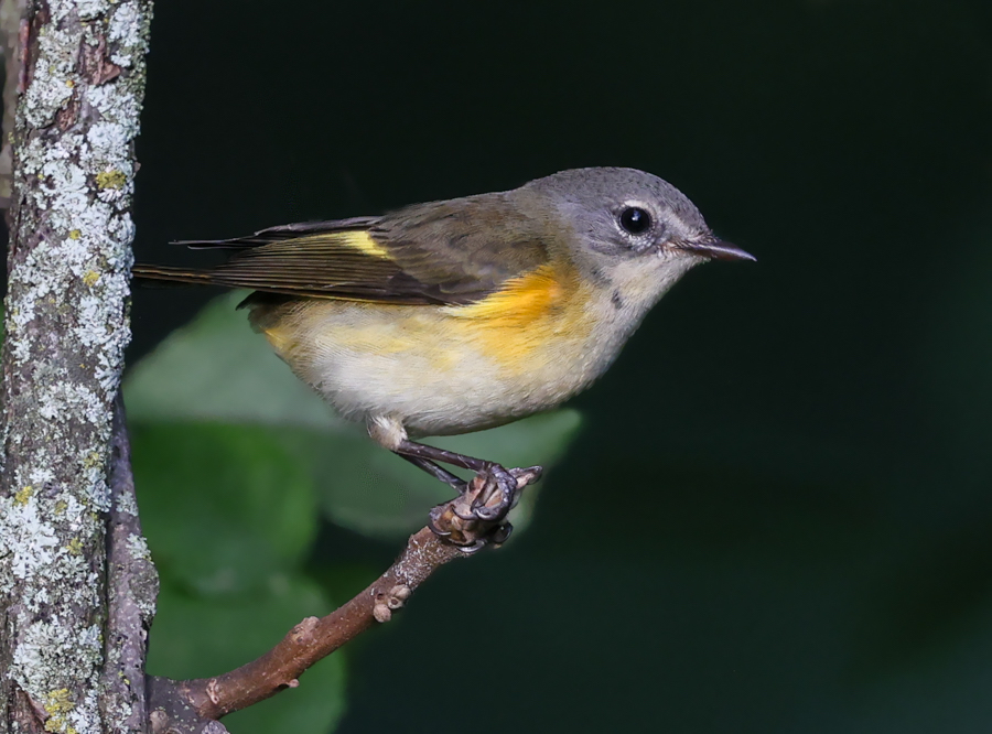 American Redstart (1st fall male)