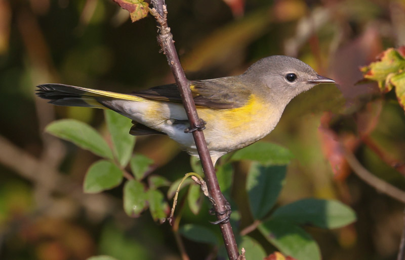 American Redstart (adult female or immature male) photo #3