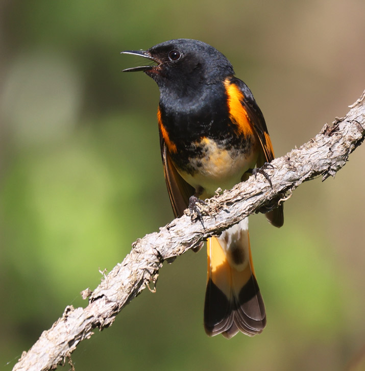 American Redstart Photo 1