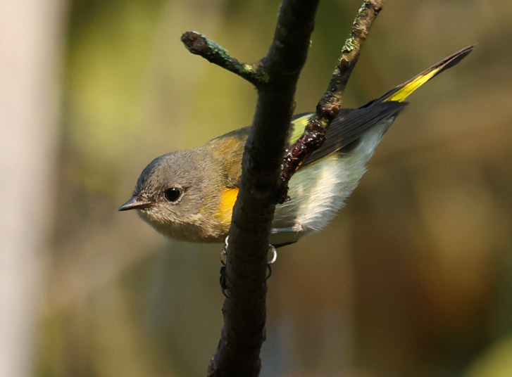 American Redstart (adult female or immature male) photo #2