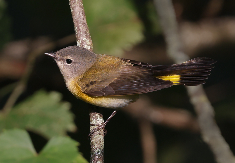 American Redstart
