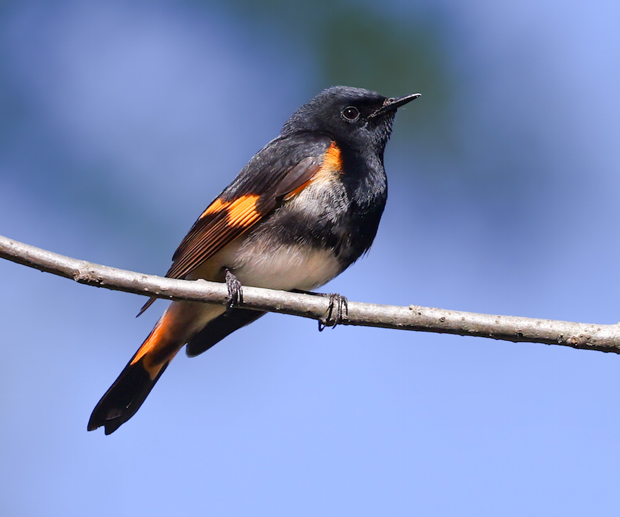 American Redstart Photo 5