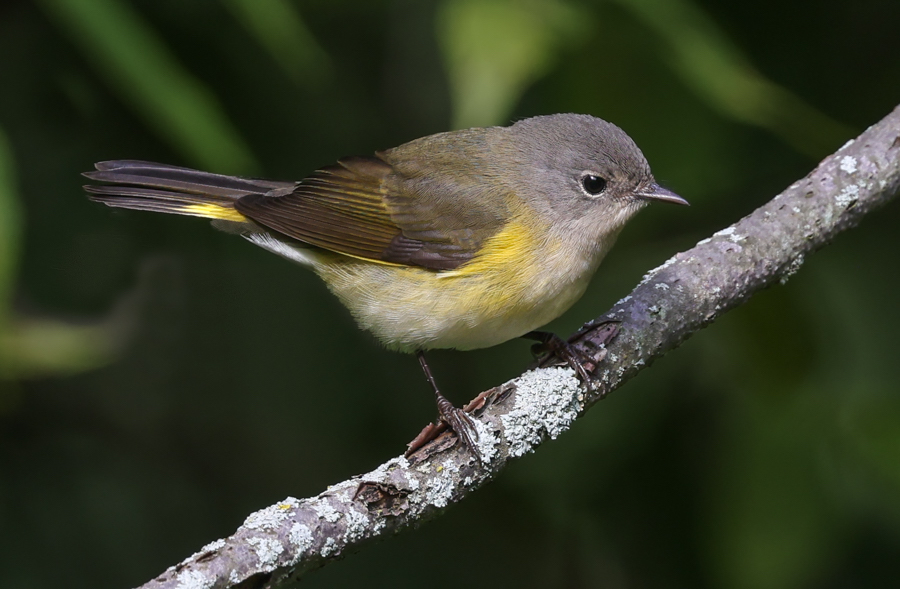 American Redstart