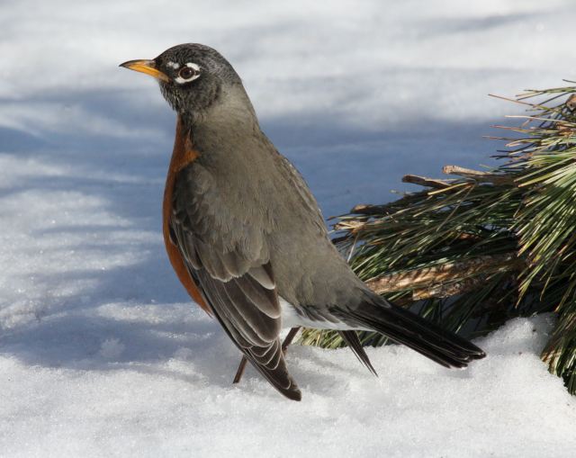 American Robin