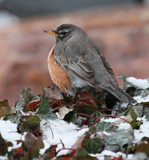 American Robin