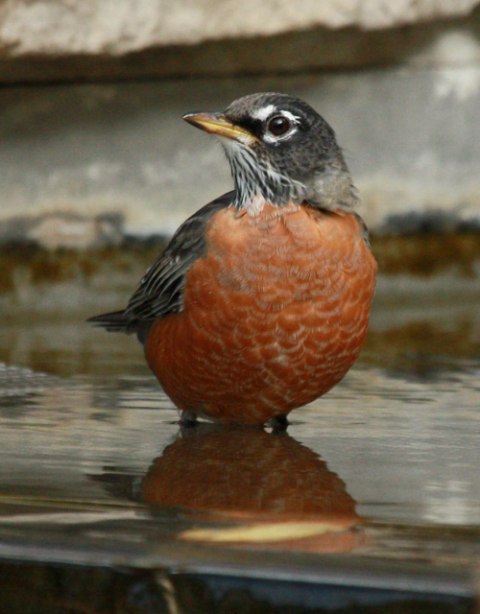 American Robin