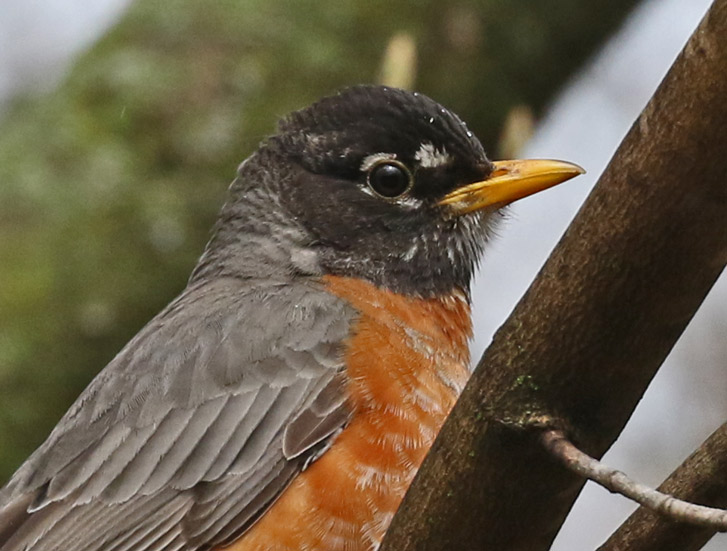 American Robin