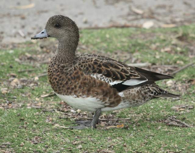 American Wigeon