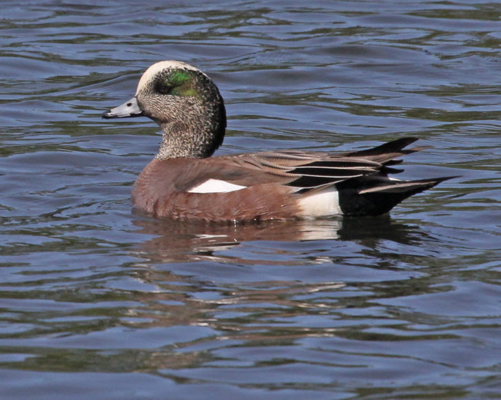 American Wigeon