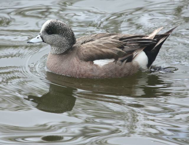 American Wigeon (male) photo #2