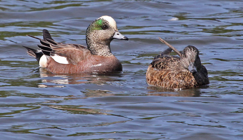 American Wigeon