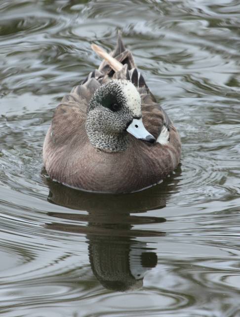 American Wigeon (male) photo #3