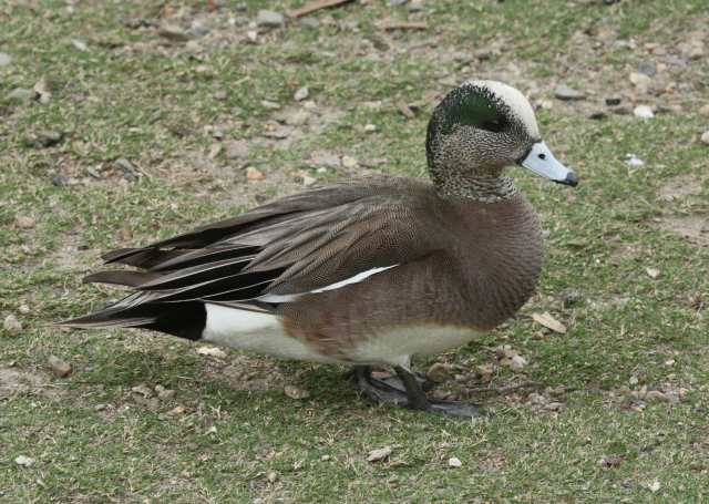 American Wigeon (male) photo #1