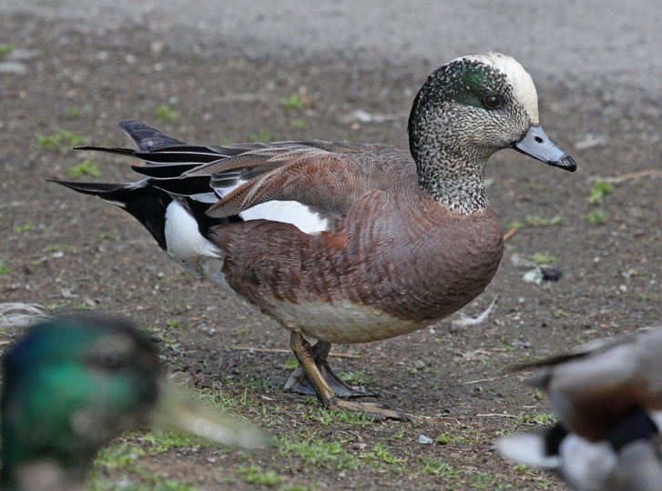 American Wigeon