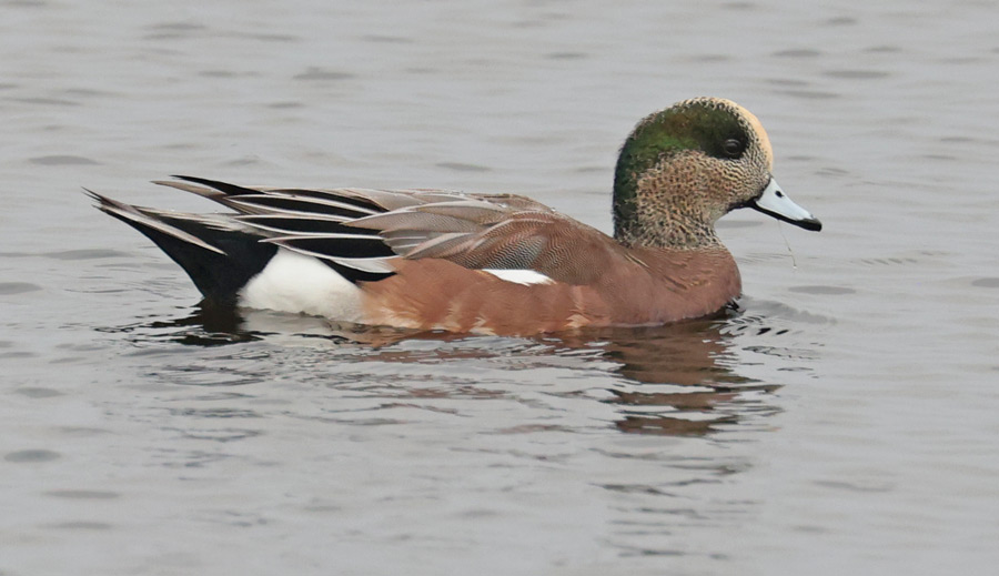 American Wigeon