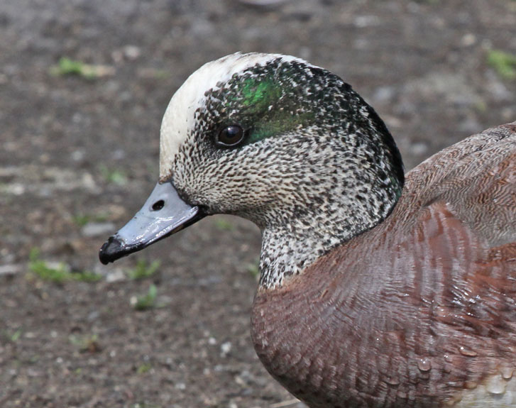 American Wigeon